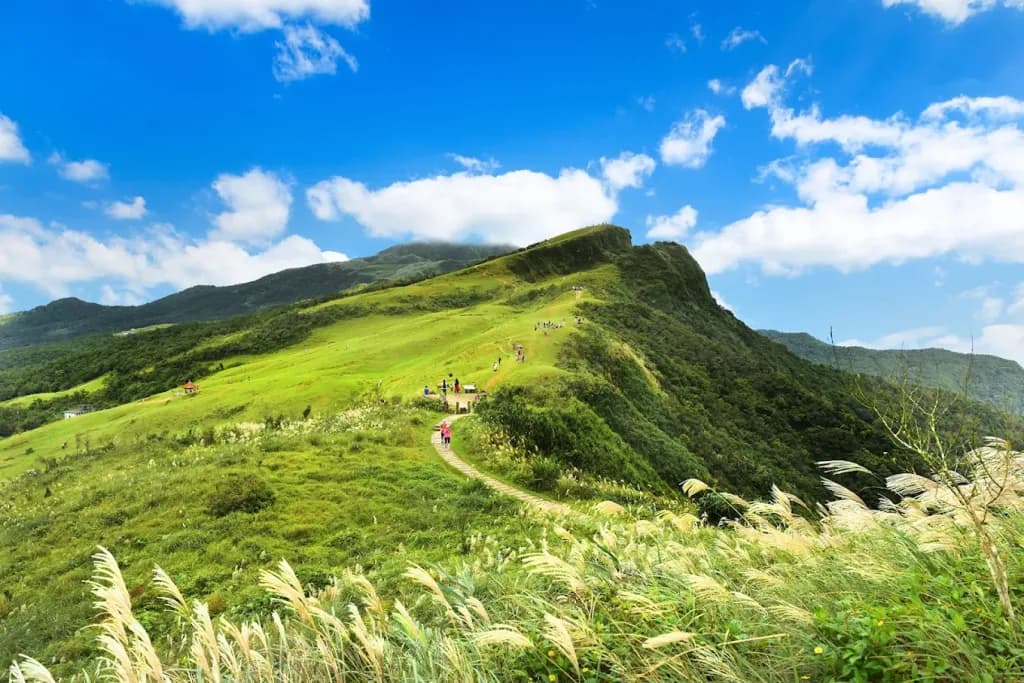 桃源谷大草原木棧步道 福隆一日遊綠色山稜芒草草原